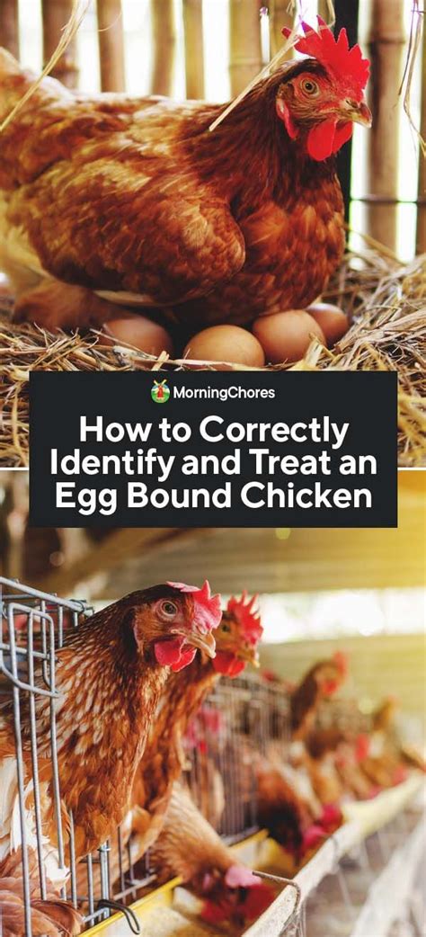 How To Identify And Treat An Egg Bound Chicken Egg Bound Chicken Backyard Chicken Farming