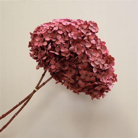 Annabelle Hydrangea Maroon – Floral Forest Wholesale