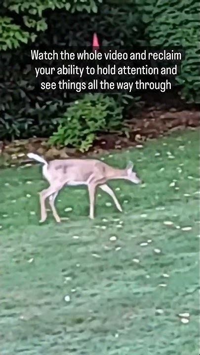 Deer In My Yard Youtube