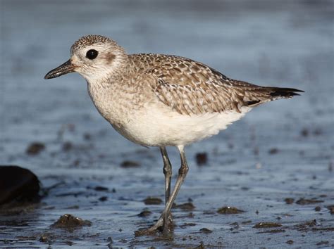 Black Bellied Plover Ebirdr