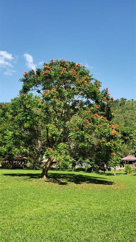 African tulip tree stock image. Image of shrub, sunlight - 186800933