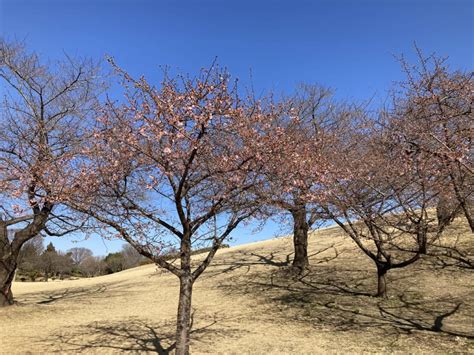 【伊勢崎市】一足早く春を感じてみませんか？伊勢崎市みらい公園の河津桜開花情報。 号外net 伊勢崎市