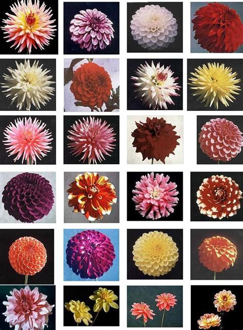 Dahlias Flower Dahlia Categories Demystified Sort Of