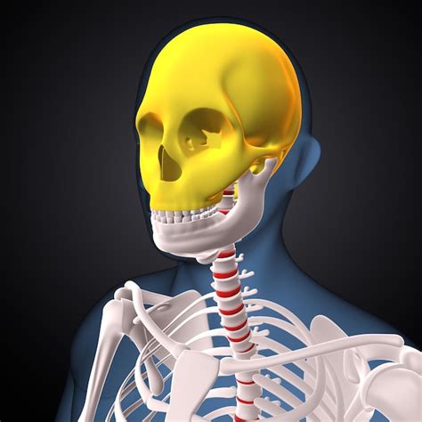 Esqueleto Humano Anatomia óssea Da Articulação Do Joelho Ilustração 3d