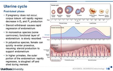 Female Reproductive System Uterine Cycle Flashcards Quizlet