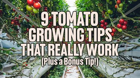 9 Tomato Growing Tips That Really Work (Plus a Bonus Tip!)