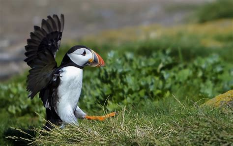 Puffin breeding site - Top Spots for this Photo Theme