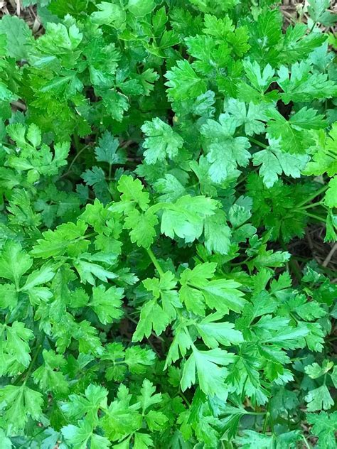 How To Harvest Beautiful Parsley From Your Garden All Year My