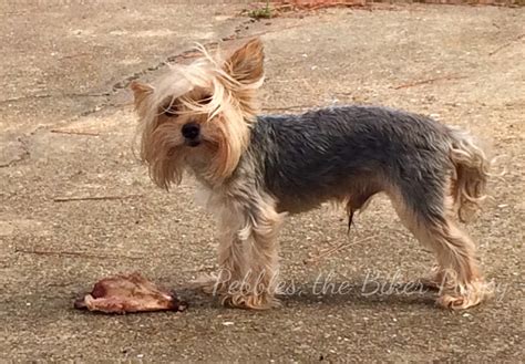 Morkie | GreatDogSite