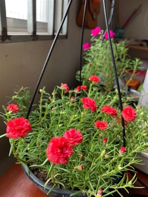 Drought Tolerant Plants For Hanging Baskets Balcony Garden Web