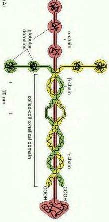 Laminin