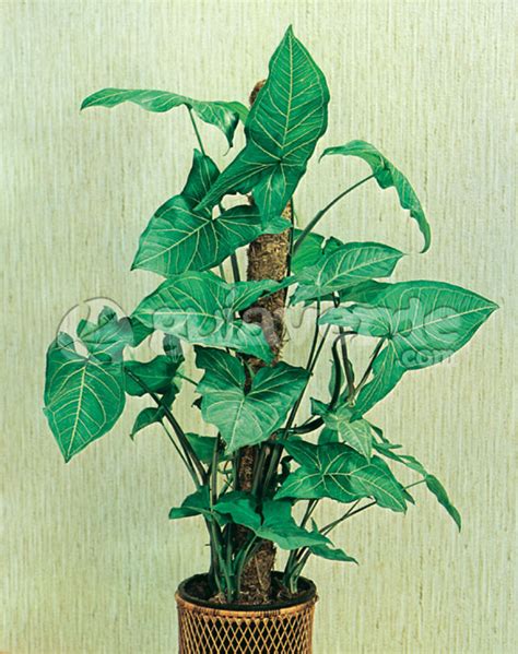 Syngonium Podophyllum Singonio