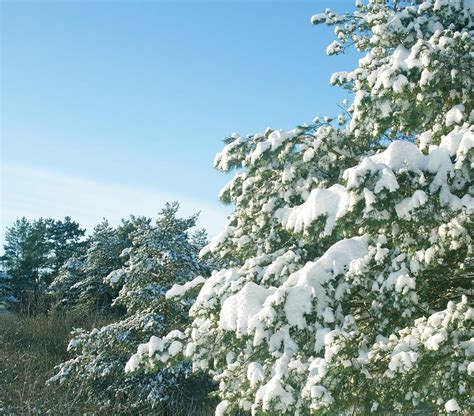 Pine Trees In Winter Photograph By Dennis Mccoleman Fine Art America