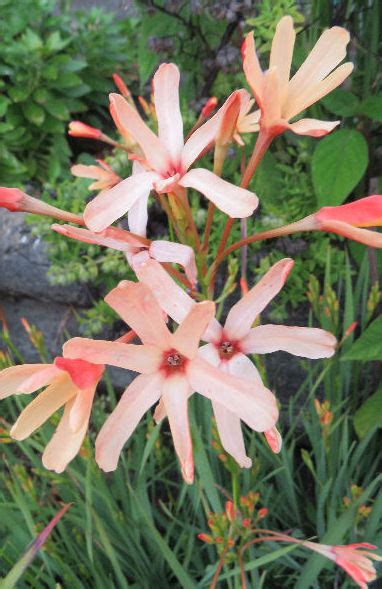 Ixia Paniculata The Collectors Corner Buy Unusual Perennial Plants