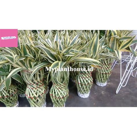 Jual Bambu Hoki Sri Rejeki Lucky Bamboo Guci Varigatha Shopee