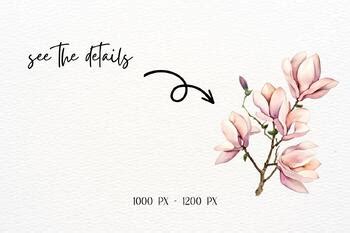 Magnolia Flower Watercolor Magnolias By Aneta Design TPT