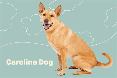carolina dog breed information  characteristics