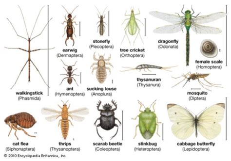 Free Insects, Download Free Insects png images, Free ClipArts on ...