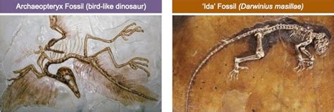 Fossil Record Transitional Fossils