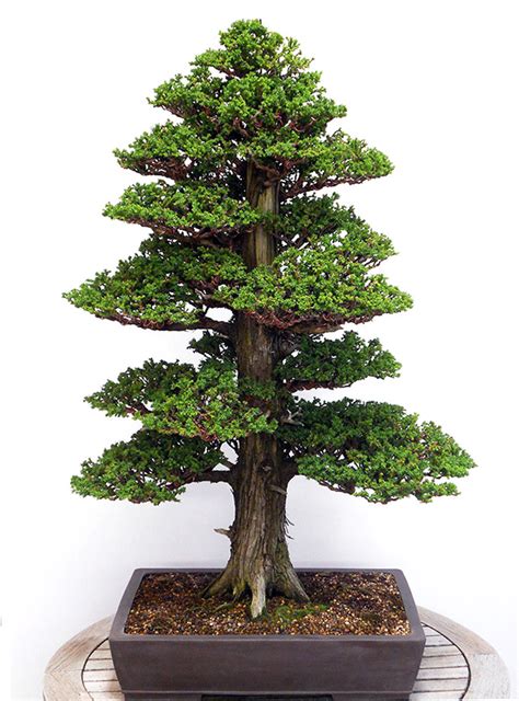 Quiet Dignity – Formal Upright Bonsai | Bonsai Bark