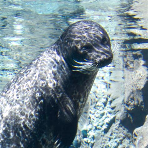 sea-lion-splash - Fresno Chaffee Zoo