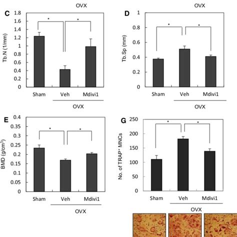 Drp Inhibitor Prevents Ovxinduced Bone Loss In Vivo A E The Femurs