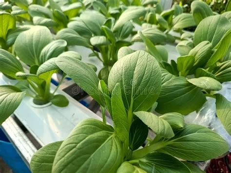 Fresh Bok Choi Brassica Rapa Plants Planted Using The Hydroponic