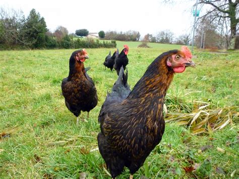 French Hens Free Stock Photo Public Domain Pictures