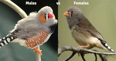 Zebra Finch The Complete Guide Facts And Care Beakful Of Birds