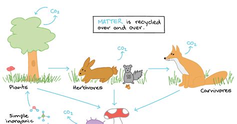 Functions Of Ecosystem Ecological Succession Homeostasis