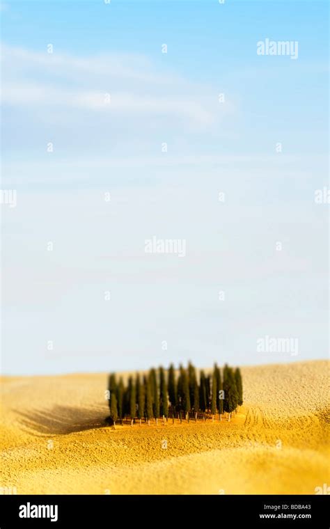 Cypress Tree Tuscany Hi Res Stock Photography And Images Alamy