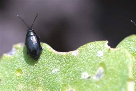 Flea Beetles | Canola Encyclopedia