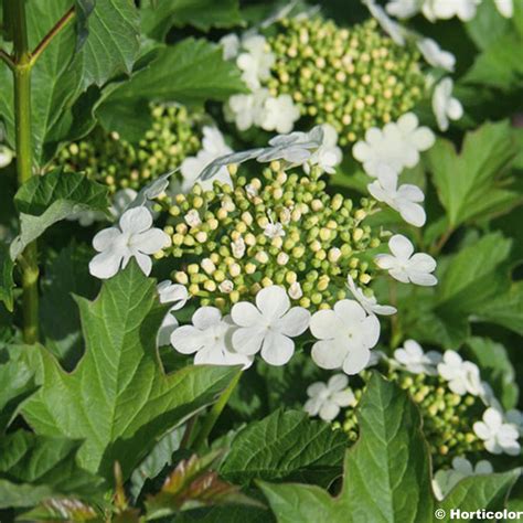 Viburnum Opulus Compactum Viorne Obier Blanche Boule De Neige