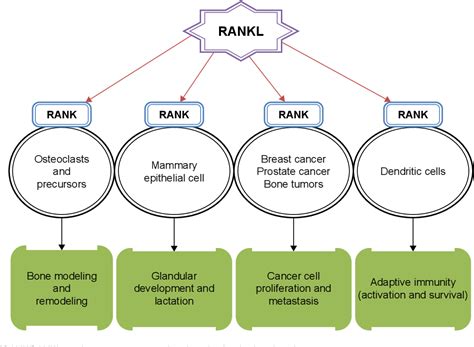 Figure From The Rank Rankl Opg System In Tumorigenesis And Metastasis