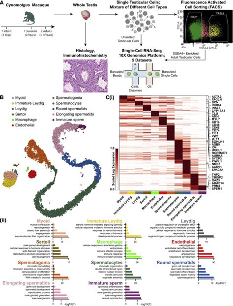 Single Cell Rna Sequencing Of The Cynomolgus Macaque Testis Reveals