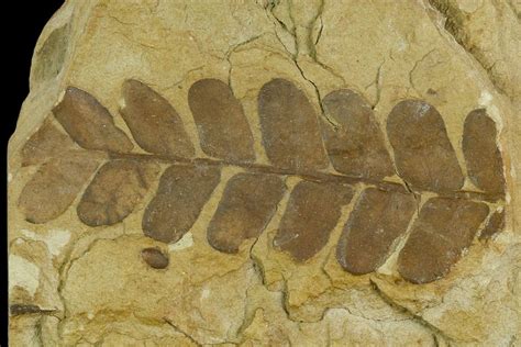 2.6" Pennsylvanian Seed Fern (Neuropteris) Pinnule Fossil - Kansas ...