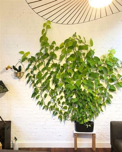 15 Creative Pothos Wall Decor Ideas For A Stunning Decor Indoor Garden Web