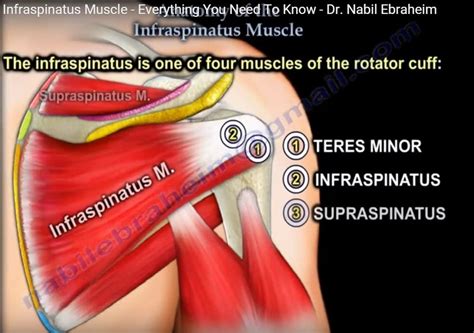 Anatomy of #Infraspinatus Muscle | Infraspinatus muscle, Muscle, Anatomy