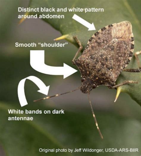 Types Of Stink Bugs Found In Utah Id Guide Nature Blog Network