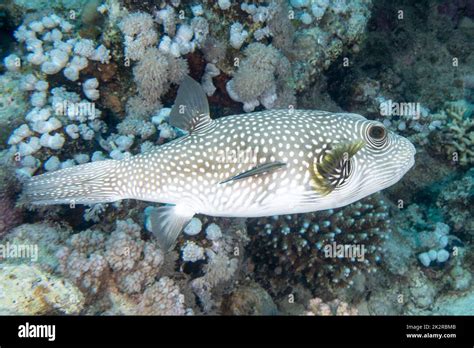 A Pufferfish Swimming Around A Sharp Textured Coral Reef Under The Sea