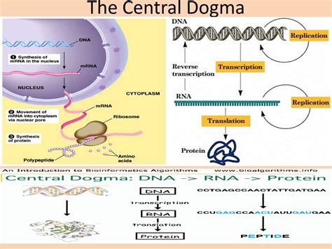 Central Dogma FlowChart