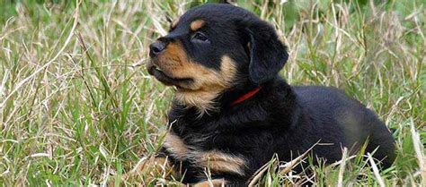 Rottweiler Dog Breed | Origin, History, Personality & Care Needs | Nylabone