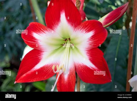 Beautiful Blooming Lily Flower In The Garden Stock Photo Alamy