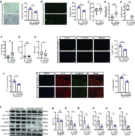 Wnt C Significantly Improved The Phenotypes Of Cardiomyocytes