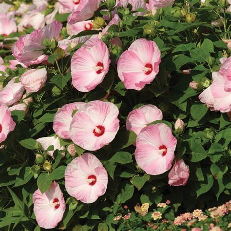 15 Hibiscus Seeds Luna Pink Swirl Hardy Hibiscus Perennial Seeds Seeds And Bulbs Other Seeds And Bulbs