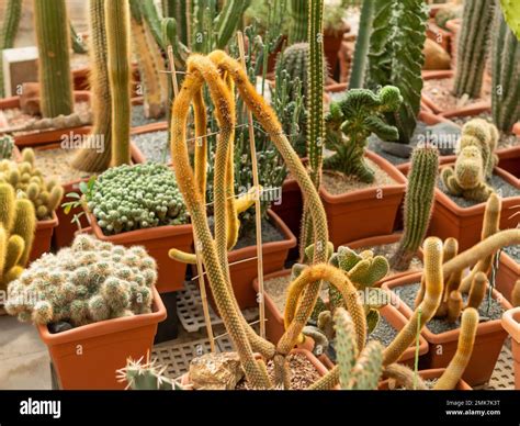 Collection Of Different Cacti Cactus Thorned Plant Botanical Hobby