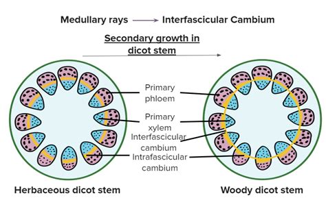 Secondary growth in the intrastelar region is due to the activity of