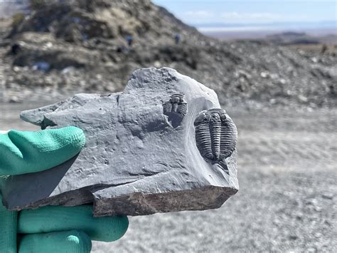 U-Dig Fossils: Find your own fossils near Delta - Utah's Adventure Family 