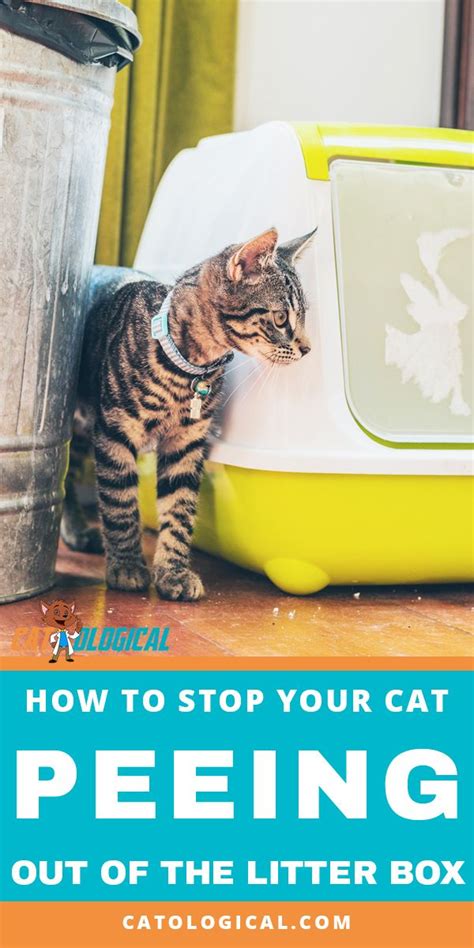 Learn How To Stop Your Cat From Peeing Outside Of The Litter Box Put