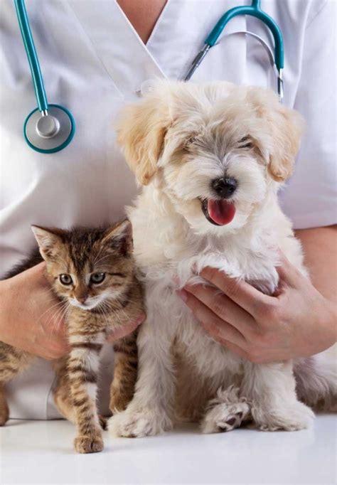 About Our Office In Clarksburg Md Pet Urgent Care